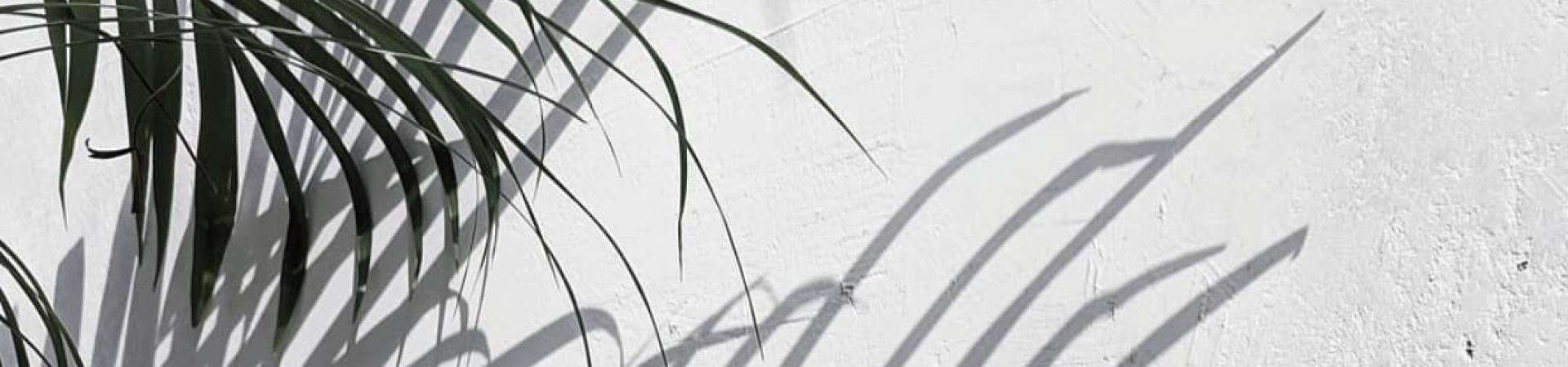 Palm leaves